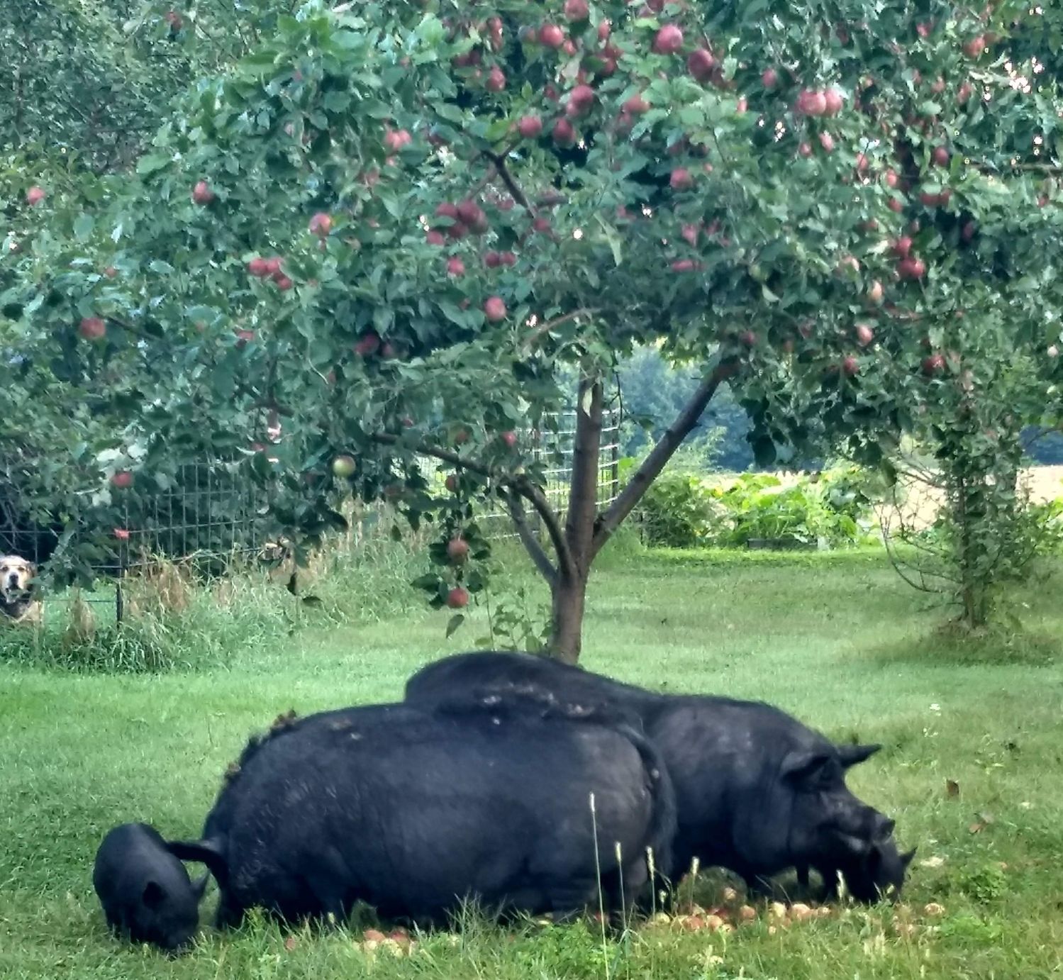 Pigs under apple tree.tif